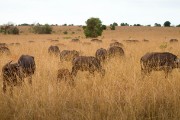 Field of cape buffalo : 2014 Uganda